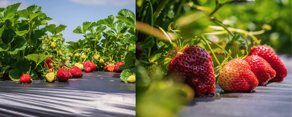 Netkaná textilie na jahody